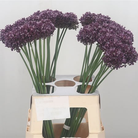 Allium Purple Mystery
