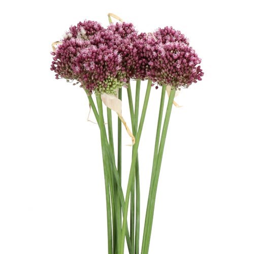 Allium Purple Mystery