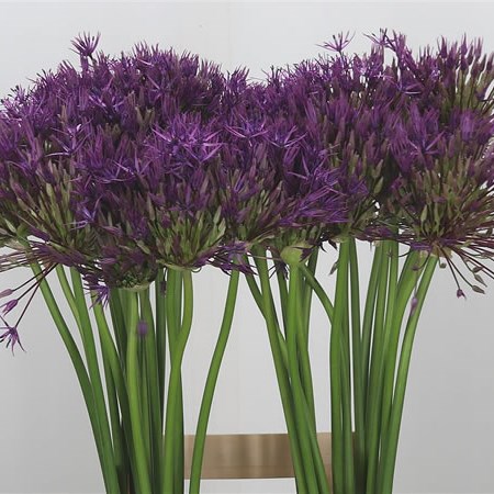 Allium Purple Rain