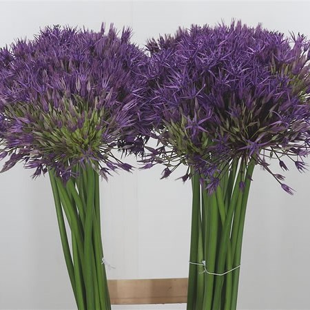 Allium Purple Rain