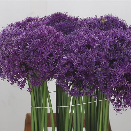 Allium Purple Sensation