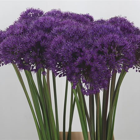 Allium Purple Sensation