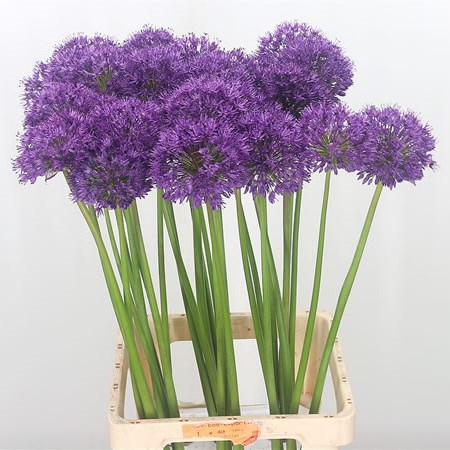 Allium Purple Sensation