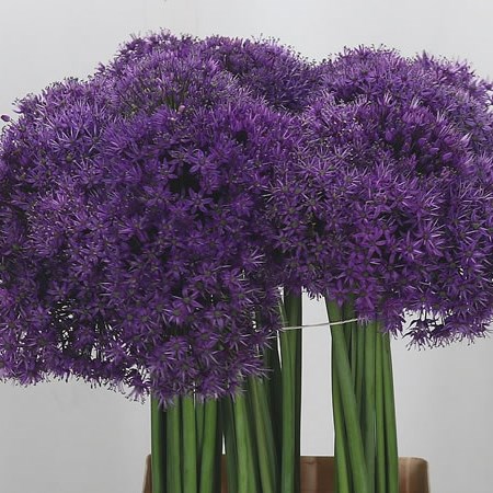 Allium Purple Sensation