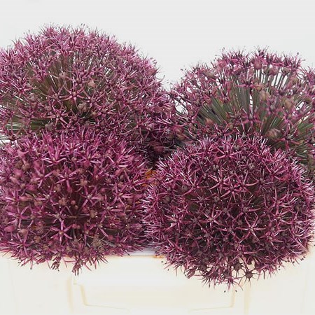 Allium Red Stone