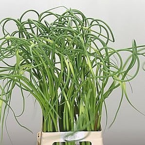 Allium Sat Ophiosco