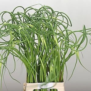 Allium Sat Ophiosco