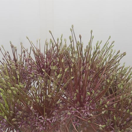 Allium Schubertii
