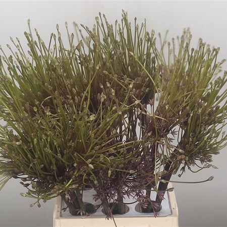 Allium Schubertii