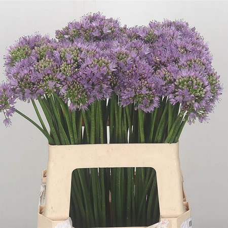 Allium Senescens
