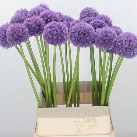 Allium Sevilla