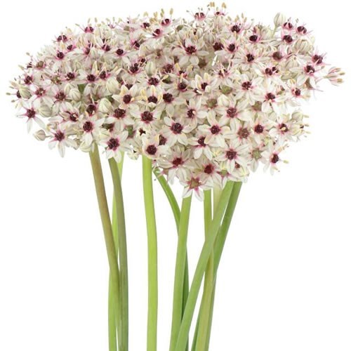 Allium Silverspring