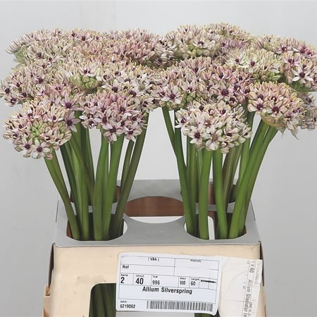 Allium Silverspring