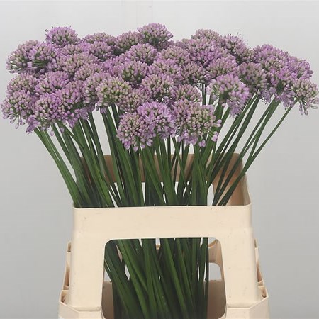 Allium Summer Beauty