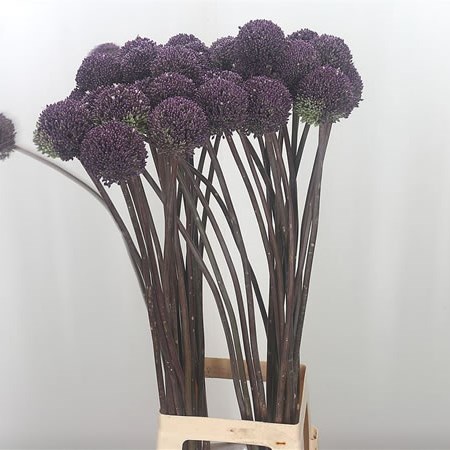Allium Summer Drummer