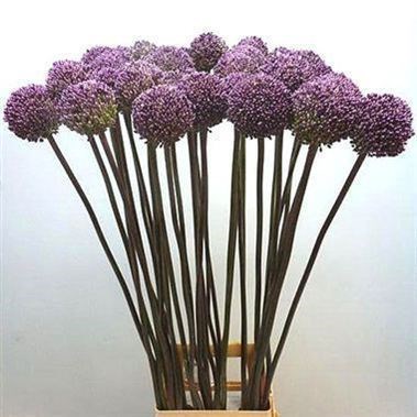 Allium Summer Drummer