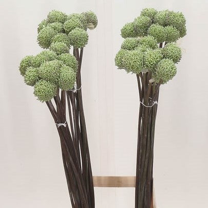 Allium Summer Drummer White
