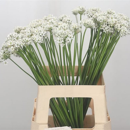 Allium Tuberosum