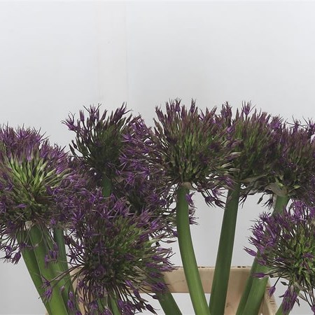Allium Universe