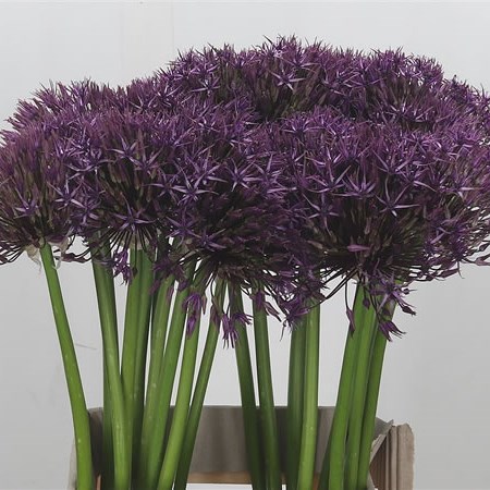 Allium Universe