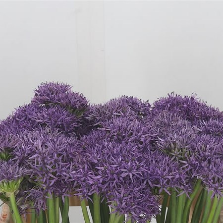 Allium Violet Beauty