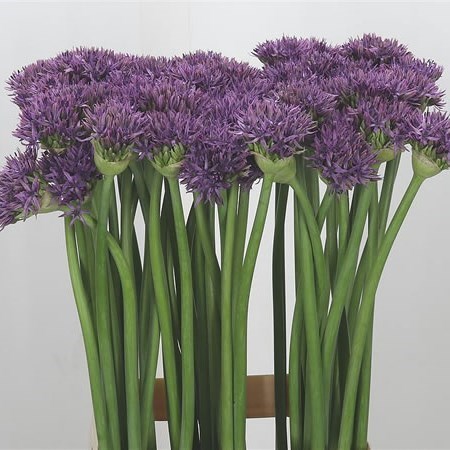 Allium Violet Beauty