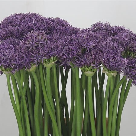 Allium Violet Beauty