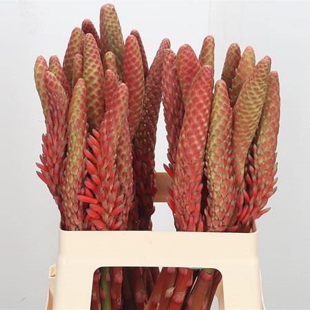 Aloe Vera Flower