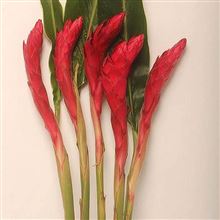 Alpinia Purpurata Red (Gingers)