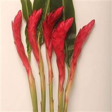 Alpinia Purpurata Red (Gingers)