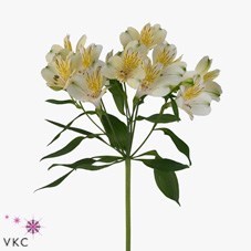 Alstroemeria Cream Valley