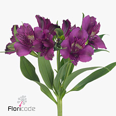 Alstroemeria amatista