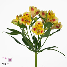 Alstroemeria bali
