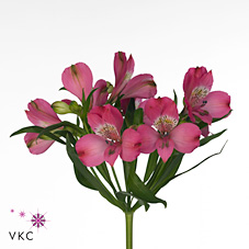 Alstroemeria hercules
