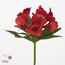 Alstroemeria nadya