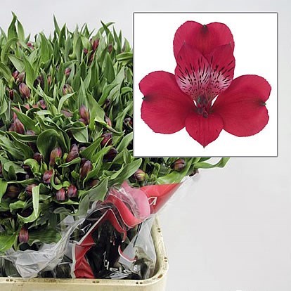 Alstroemeria Adele