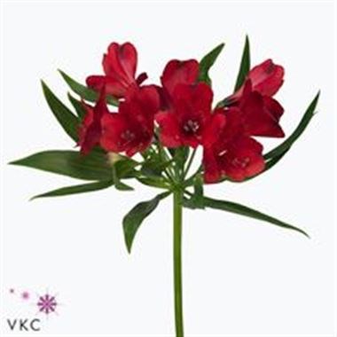 ALSTROEMERIA ADELE