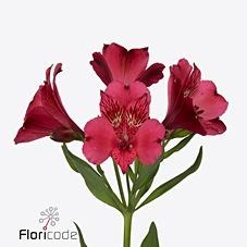 ALSTROEMERIA ALIBI