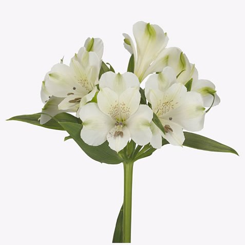 Alstroemeria Annabelle