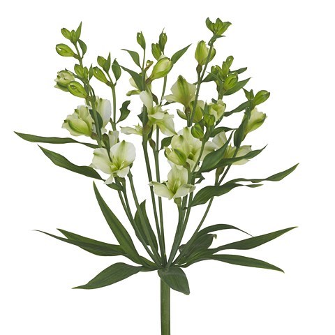 Alstroemeria Arcadia