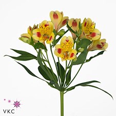 ALSTROEMERIA BALI