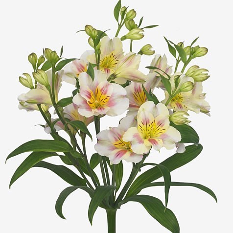 Alstroemeria Ballet