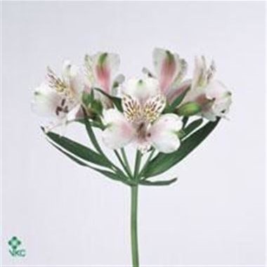 ALSTROEMERIA BIANCA