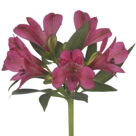 Alstroemeria Bikini