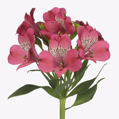 Alstroemeria Bubblicious