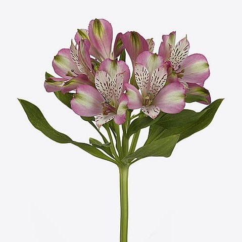 Alstroemeria Candy Crush