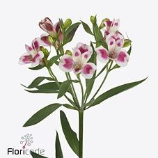 Alstroemeria Cantona