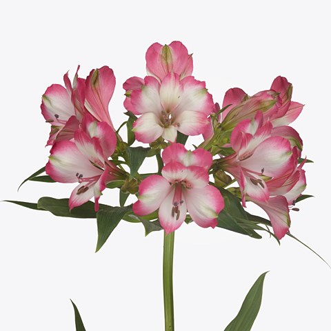 Alstroemeria Castillo
