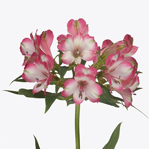 Alstroemeria Castillo
