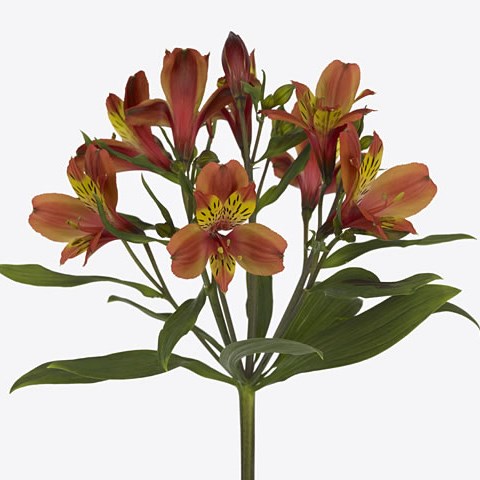 Alstroemeria Chachacha (Kenya)